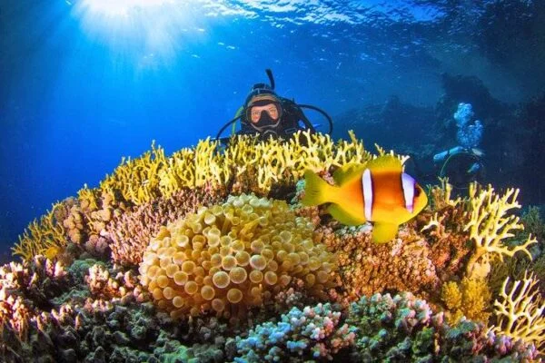 Diving In The Red Sea In Sharm El Sheikh